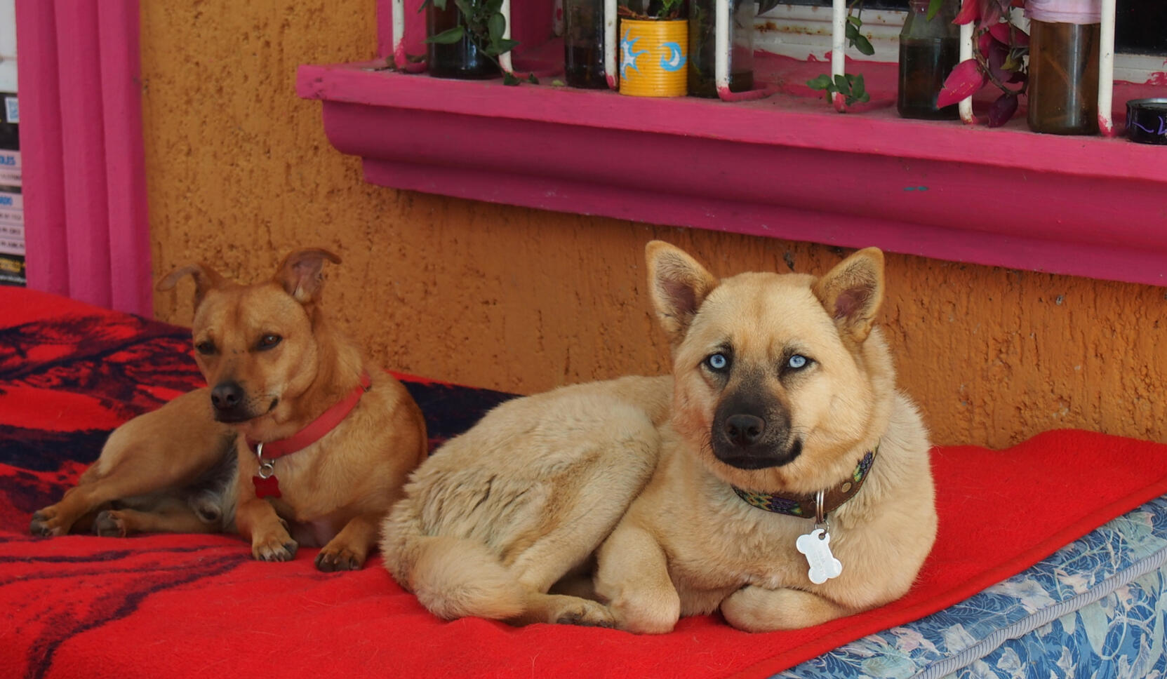 Dos perritas descansando en el hostal Histórika